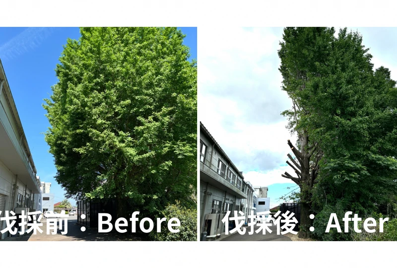 2枚の画像のギャラリー ウェブサイト 12