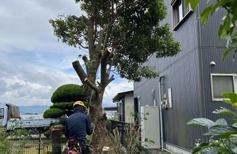 高千穂町の高所の樹木剪定はHUSTLERに！安全・確かな技術で魅力的な街並みを守ります！