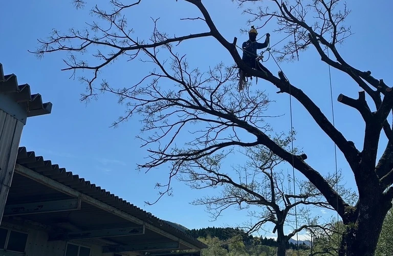 綾町の高所の樹木剪定はお任せ！
