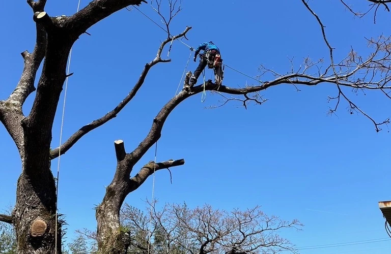 樹高のある木の伐採はお任せください！木城町の特殊伐採はHUSTLERに！