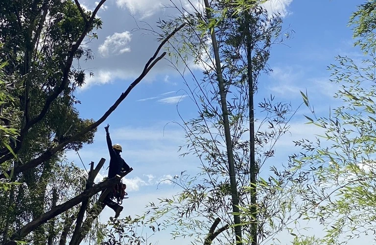 日南市の巨木伐採は、プロにお任せ！