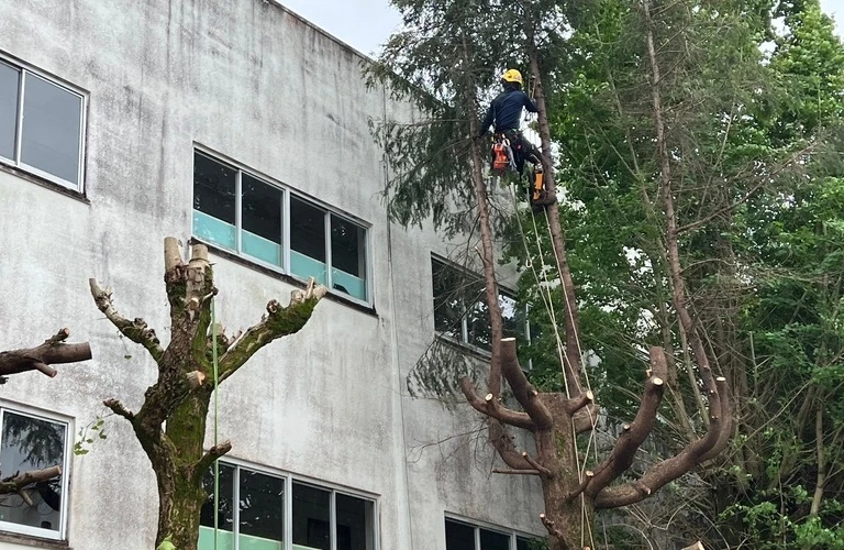 台風対策はお済みですか？西都市の庭木伐採はHUSTLERにお任せ！