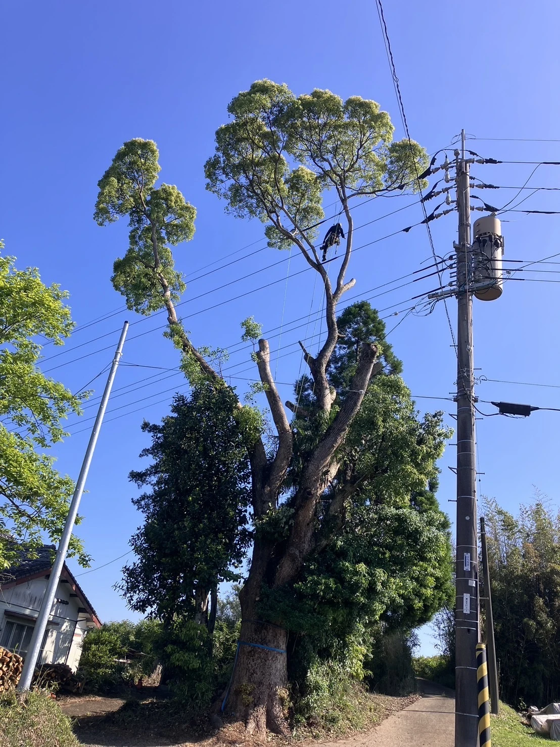 宮崎の伐採の悩みはHUSTLERにお任せください！