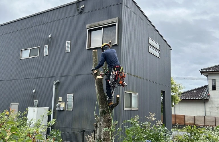 山田町の立木伐採はHUSTLERにお任せください！