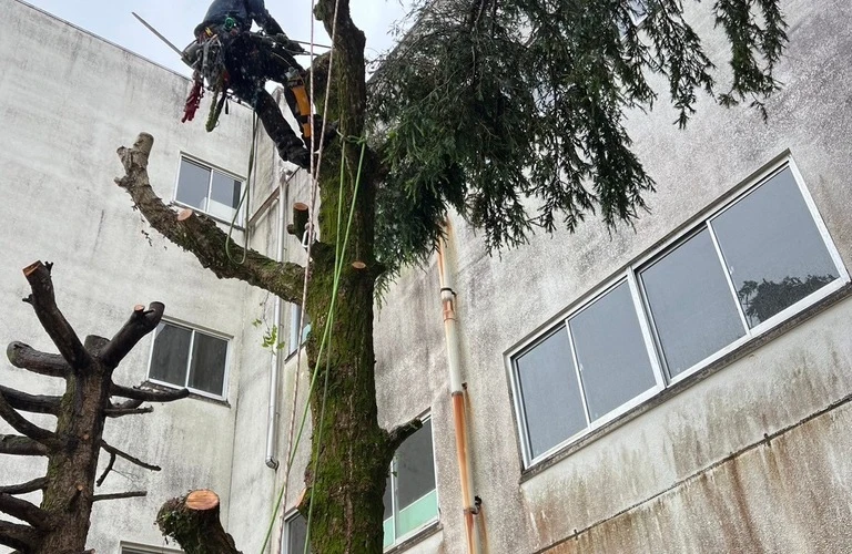 山田町の木に関する悩みはHUSTLERにお任せください！