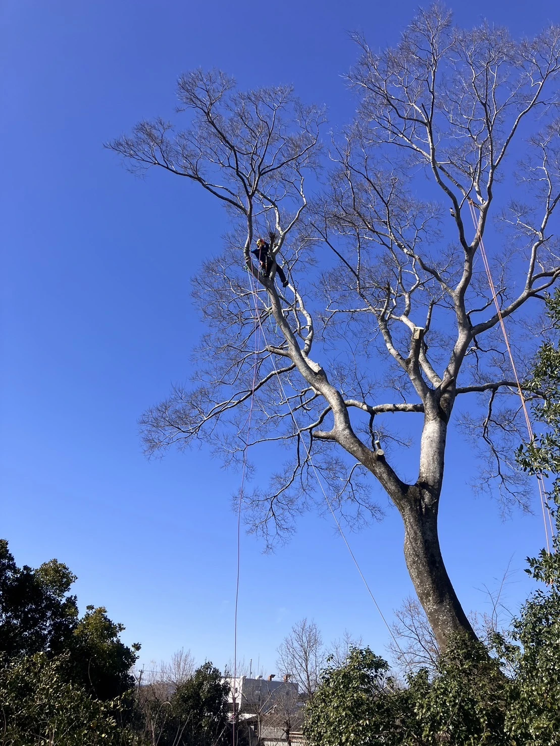 北郷町の木の困りごとはHUSTLERにお任せください！