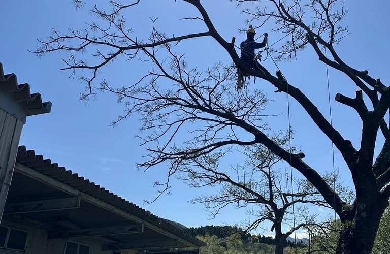 南郷町の木の悩みはHUSTLERにお任せください！