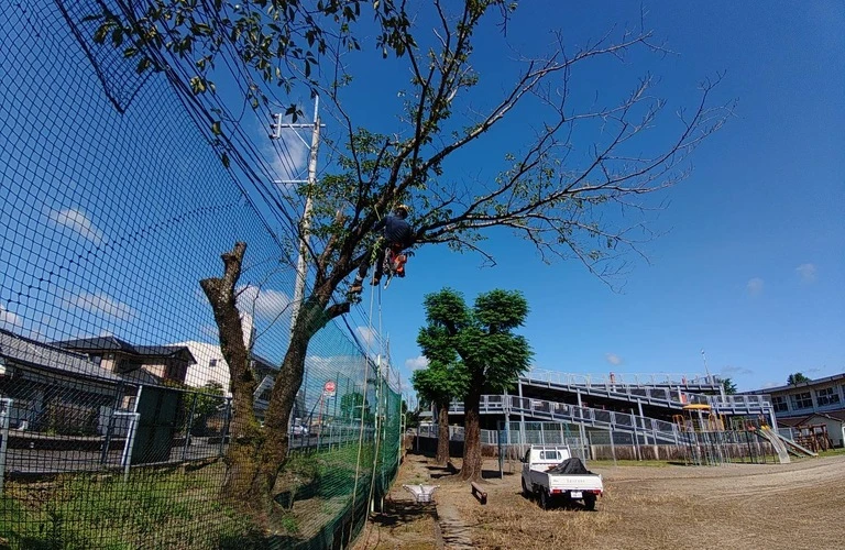 南郷村の木をロープワークの技術を駆使して安全に伐採します！