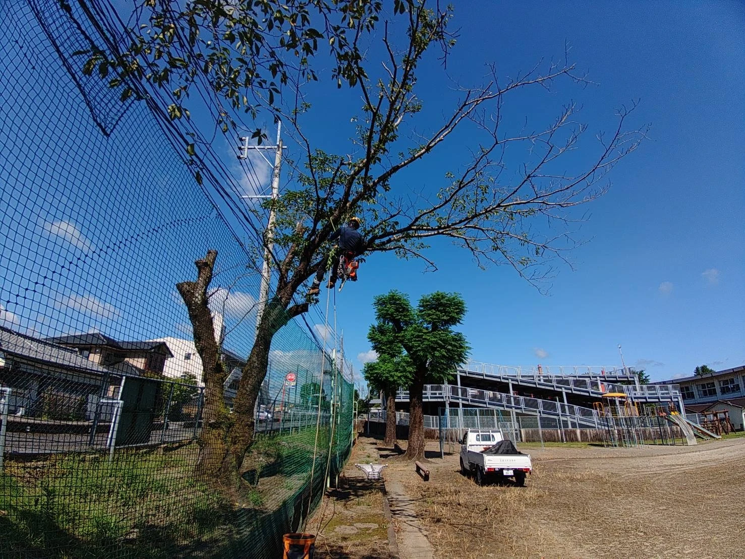 南郷村の木をロープワークの技術を駆使して安全に伐採します！
