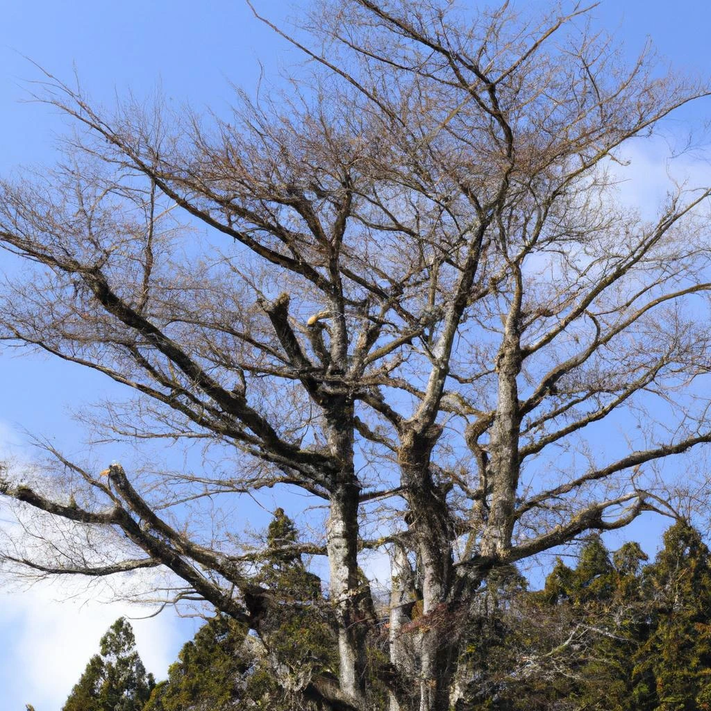 北郷村の剪定の必要性