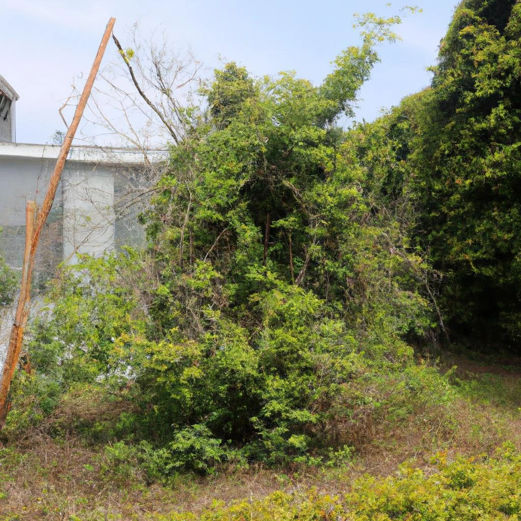 西郷村の庭木伐採の実績