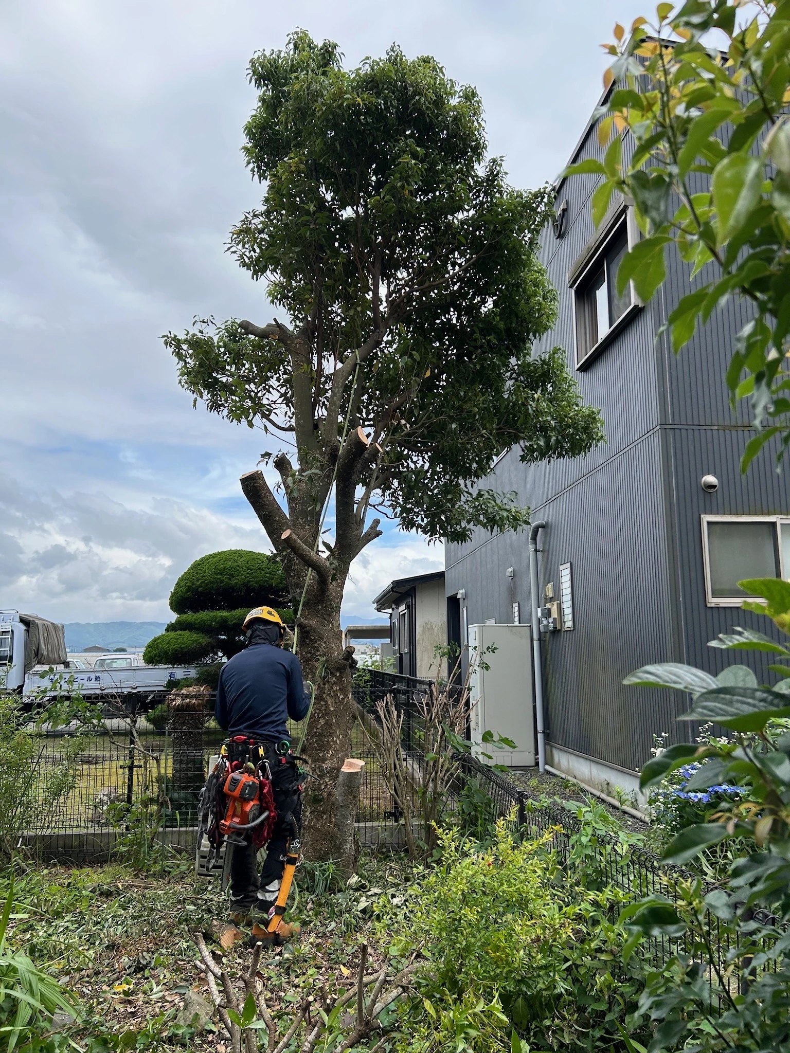 北川町の支障木・危険木、全てお任せ！