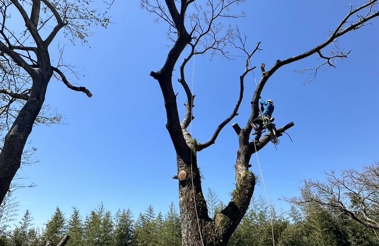 北川町の育ちすぎた木の伐採はHUSTLERにお任せください！