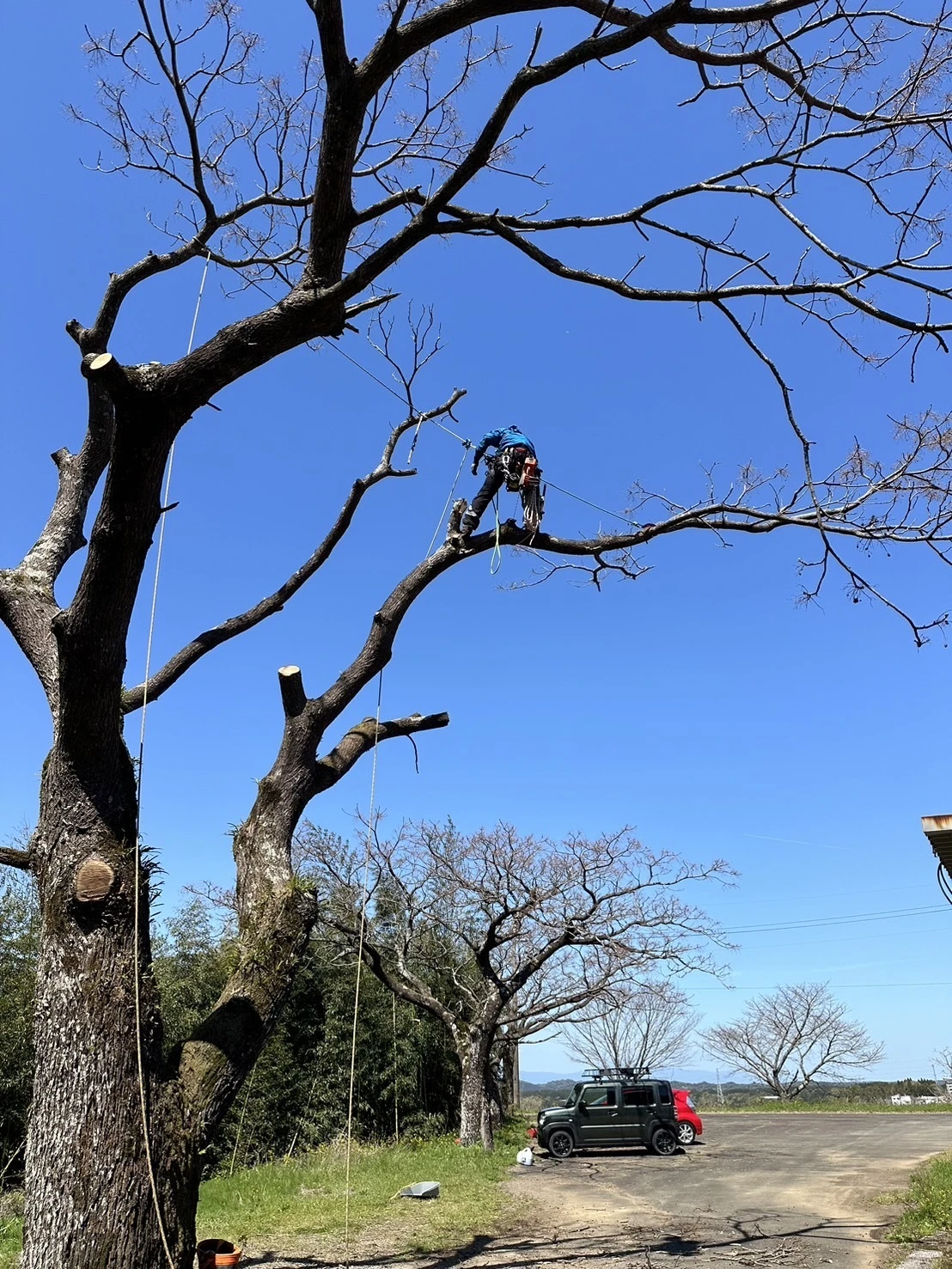 北川町の巨木伐採はHUSTLERにお任せ！