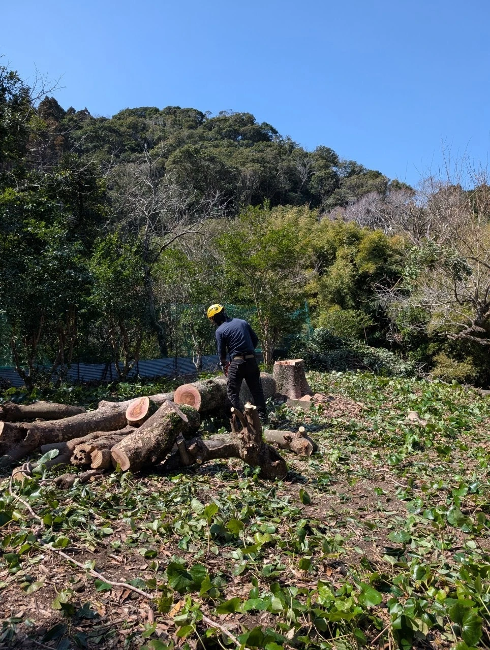 北川町の庭木でお悩みのあなたへ！