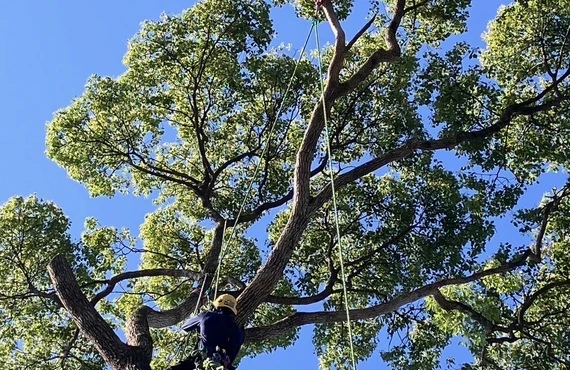 北方町の特殊伐採はHUSTLERにお任せ！