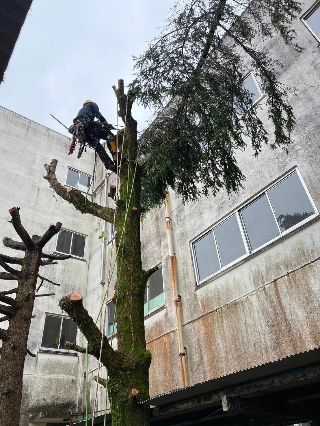 北方町の高木剪定はプロにお任せ！