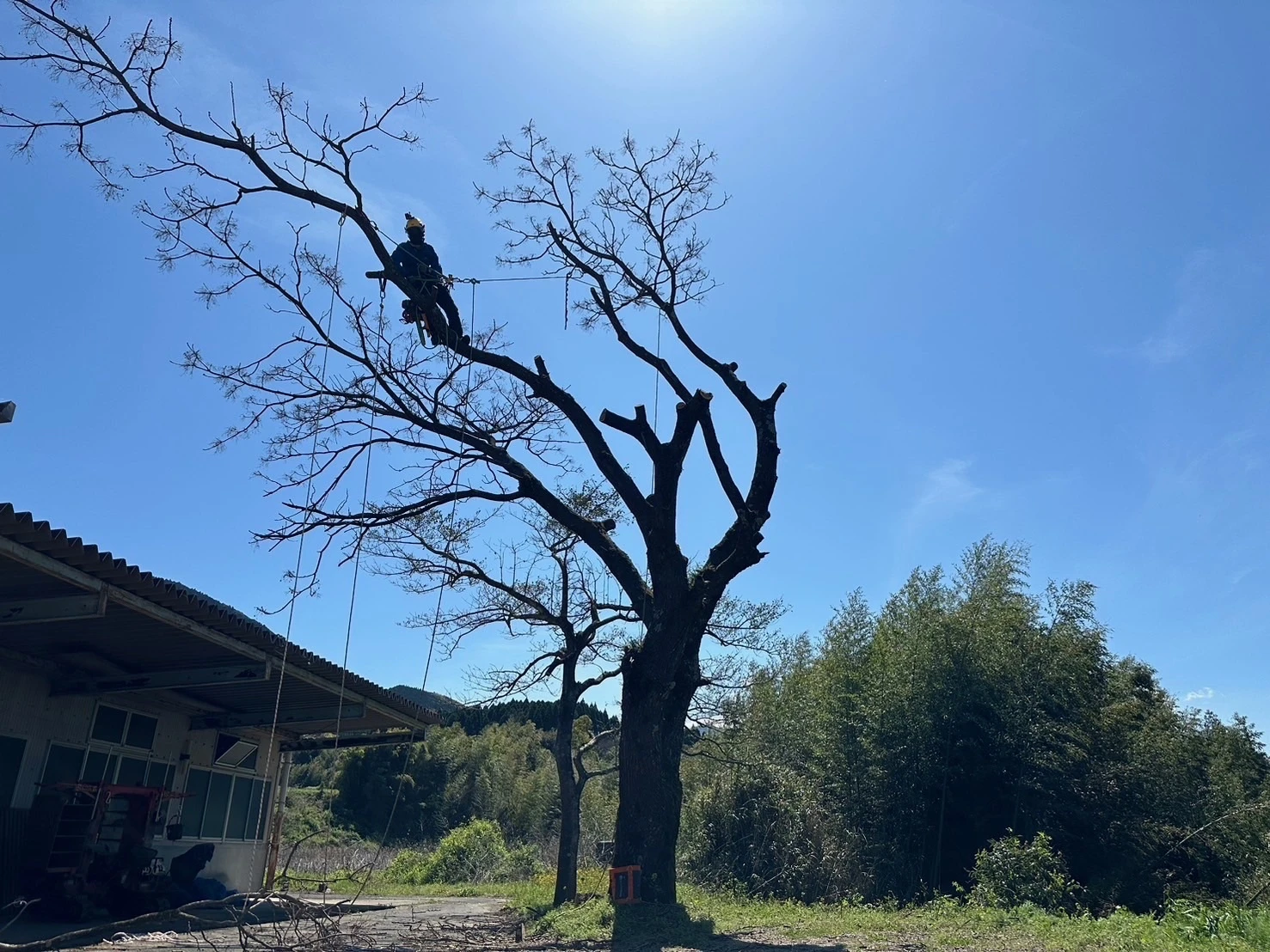 北方町の育ちすぎた木の伐採はHUSTLERにお任せ！