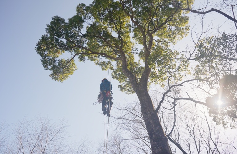 霧島の特殊伐採はHUSTLERにお任せください！