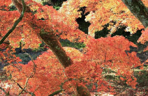 霧島の美しいお庭を次世代に残すために、今こそ「終活」を始めましょう！