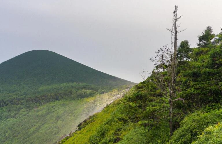 霧島の山の手入れはHUSTLERにお任せください！
